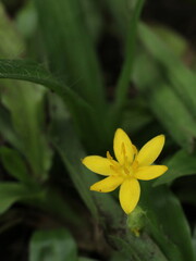 Yellow small flower of Hypoxis decumbens