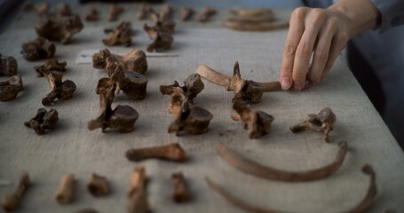 Close up of bones of prehistoric extinct human in archaeological lab. Female archaeologist or...