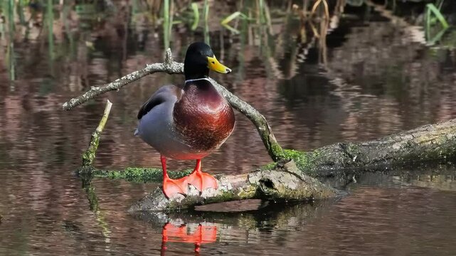 mallard drake standing on fallen tree lying in water