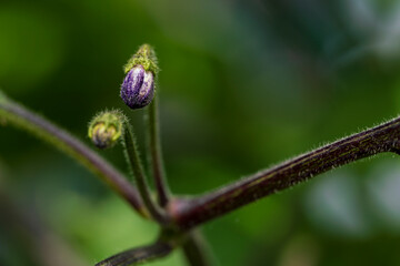 Chili blossom during growth phase with soft bokeh background
