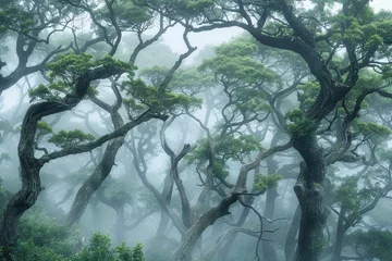 Naadloos Fotobehang Airtex Mist-Swathed Forest Haven © Morphart