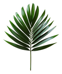 PNG Green palm leaf on white background