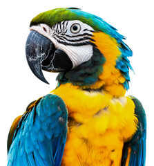 Fototapeta premium PNG Colorful macaw perched against a white background