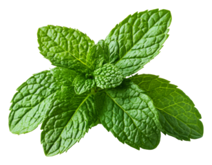PNG Fresh mint leaves on a white background