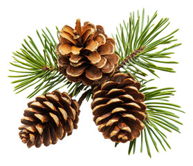 PNG Natural pinecones and evergreen branches