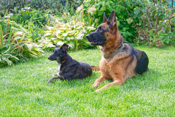 Two dogs on green grass
