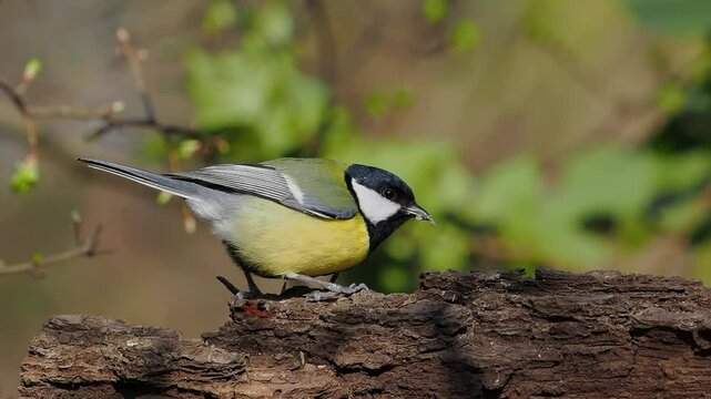 Great tit eating seeds slow motion