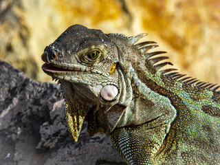 Iguano in the caribbean