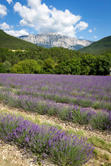 Lavender field at Chamaloc, Diois, Drôme, France. Lavender and Glandasse mountain in background. Typical lavender field in Diois.