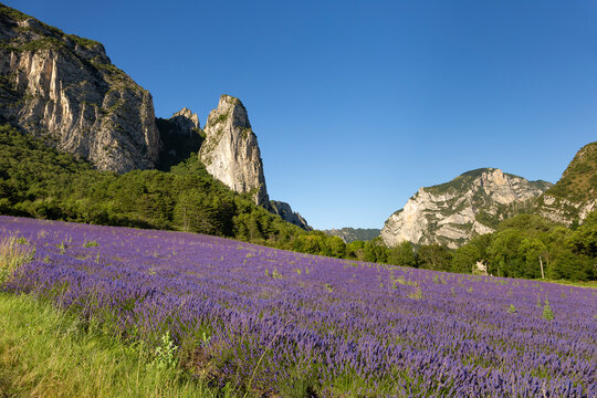 Lavender field at Sao&ucirc;, Dr&ocirc;me, France. Lavender and synclinal of Sao&ucirc; -Les Aiguilles-  in background. Typical lavender field in Diois.