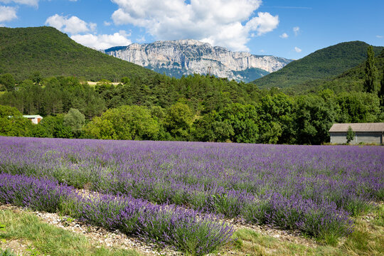 Lavender field at Chamaloc, Diois, Dr&ocirc;me, France. Lavender and Glandasse mountain in background. Typical lavender field in Diois.