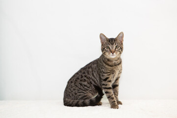 Young Tabby Cat on White Background © DiAnna
