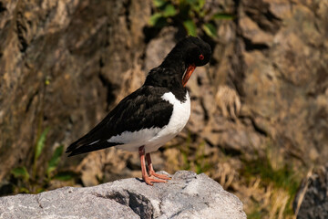Eurasian oystercatcher (Haematopus ostralegus) cleaning its feathers