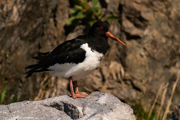 Eurasian oystercatcher (Haematopus ostralegus)