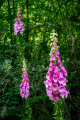 Pink Foxglove stunning flower