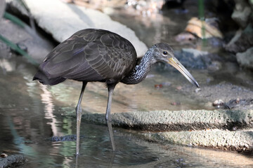 Limpkin (Aramus guarauna) isolated on a river