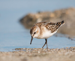 Little stint