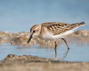Little stint