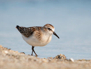 Little stint