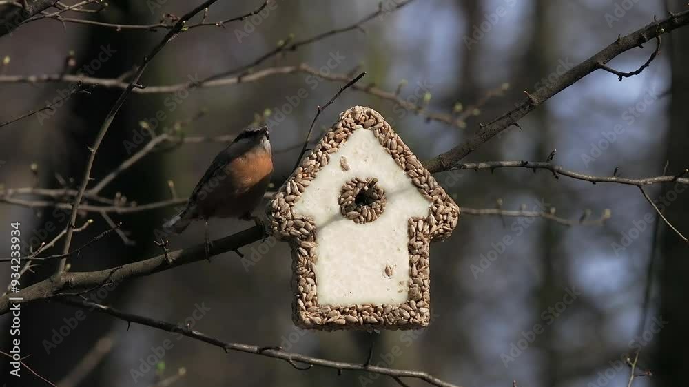 Wall mural Nuthatch Near a house made of sunflower seeds for feeding birds in the forest in winter,