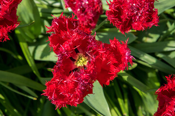 Exotic bright red blooming tulips in a park. Spring landscape