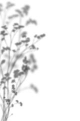 Plant shadow overlay isolated on white background. Shadow from a bunch of wildflowers. Overlay effect for photo, mockup, posters, wall art, design presentation. Shadow for natural light effects.