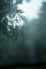 Blurred background. Green trees are visible through foggy glass. Garden after rain, view through the window.