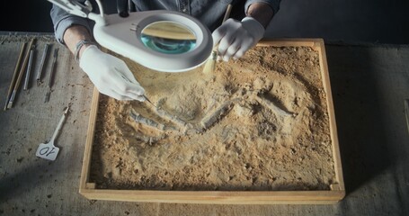 Archaeologist cleans ancient extinct human or animal bones under lamp using tools and brush,...