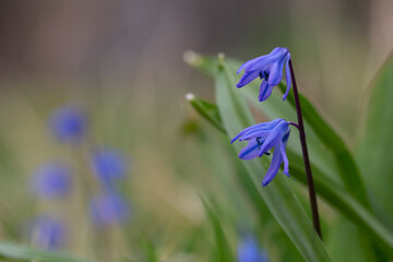 Siberian squill Scilla siberica . General view of the flowering plant