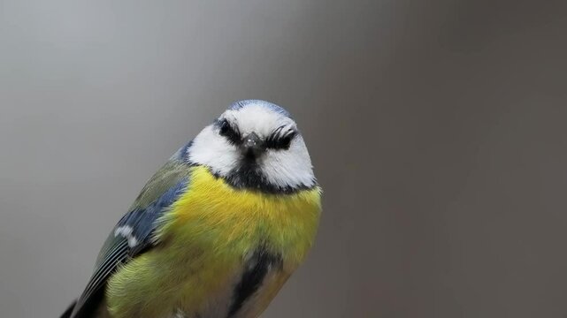 blue tit looks in different directions