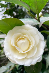 Blossoms of white camellia , Camellia japonica selective focus