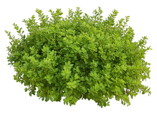 Obraz premium [Transparent Background PNG]Green Bush Isolated on White Background