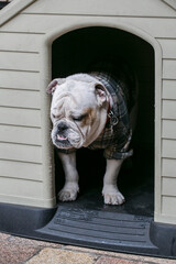 Bulldog in plaid shirt inside its cozy home.