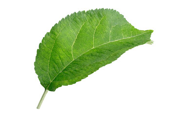Green apple leaf on isolated white background.