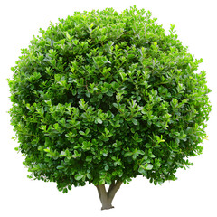Obraz premium [Transparent Background PNG]Green Bush Tree Isolated on White Background