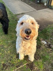 Goldendoodle Dog Outside