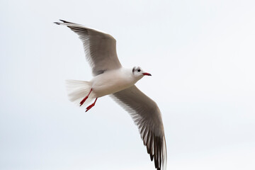 close up Seagull in flight isolated on a white background.