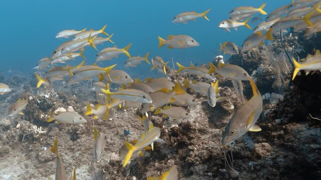 Schools of snappers and goatfish swimming in Atlantic Ocean in slow-motion.