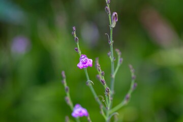 Inflorescence of a tilo, Justicia pectoralis
