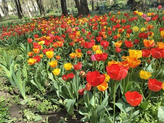 Field of tulips