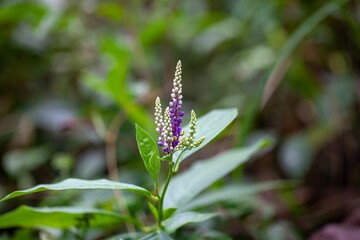 Inflorescence of a Monnina parasylvatica