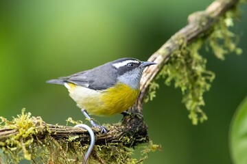 Bananaquit, Coereba flaveola