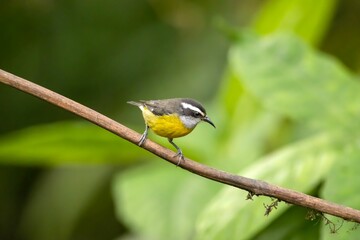 Bananaquit, Coereba flaveola