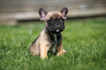 cute french bulldog puppy portrait on grass in summer