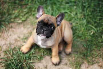 cute red french bulldog puppy portrait top view outdoors in summer