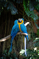 Blue Parrots on a Branch