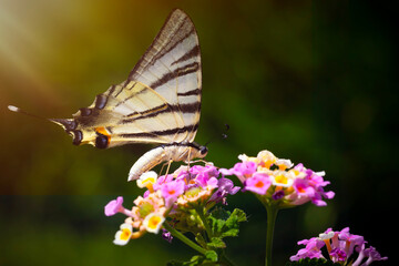 A beautiful butterfly photographed in its habitat. Nature background. Iphiclides podalirius. Scarce Swallowtail.