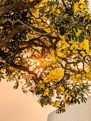 golden autumn leaves