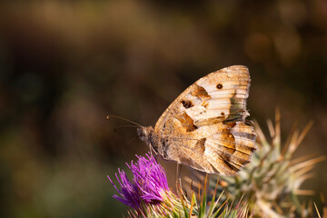 Fototapeta premium A beautiful butterfly photographed in its habitat. Nature background. Chazara briseis. Hermit. 