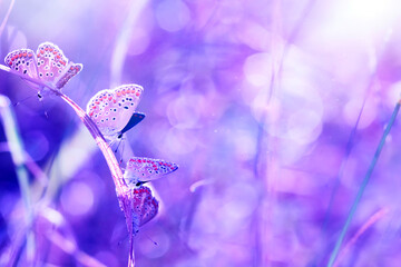 Fototapeta premium A beautiful butterfly photographed in its habitat. Nature background. 
